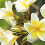 Monoi flower Tahiti